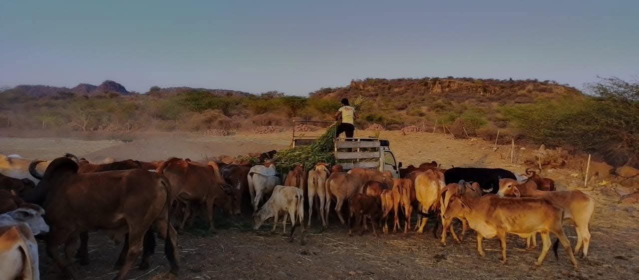 Y.Y.P member feeding green fodder to a herd of cows