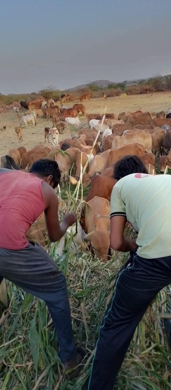Two Y.Y.P members cutting green fodder for cows